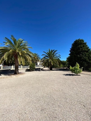 A gravel area with palm trees and a large tree in the background.