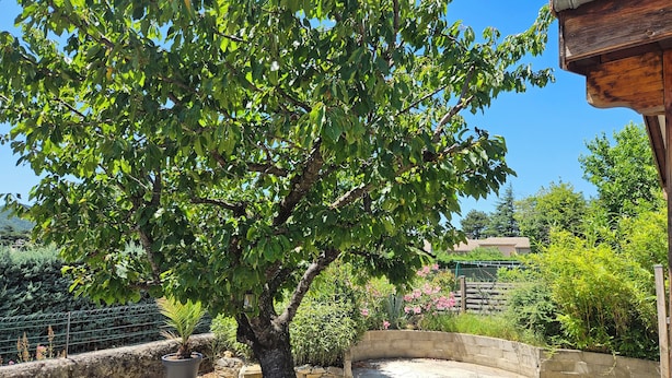A tree-lined courtyard with a stone wall, a potted plant, and a wooden pergola. - House in Drôme Provençale (Dieulefit)