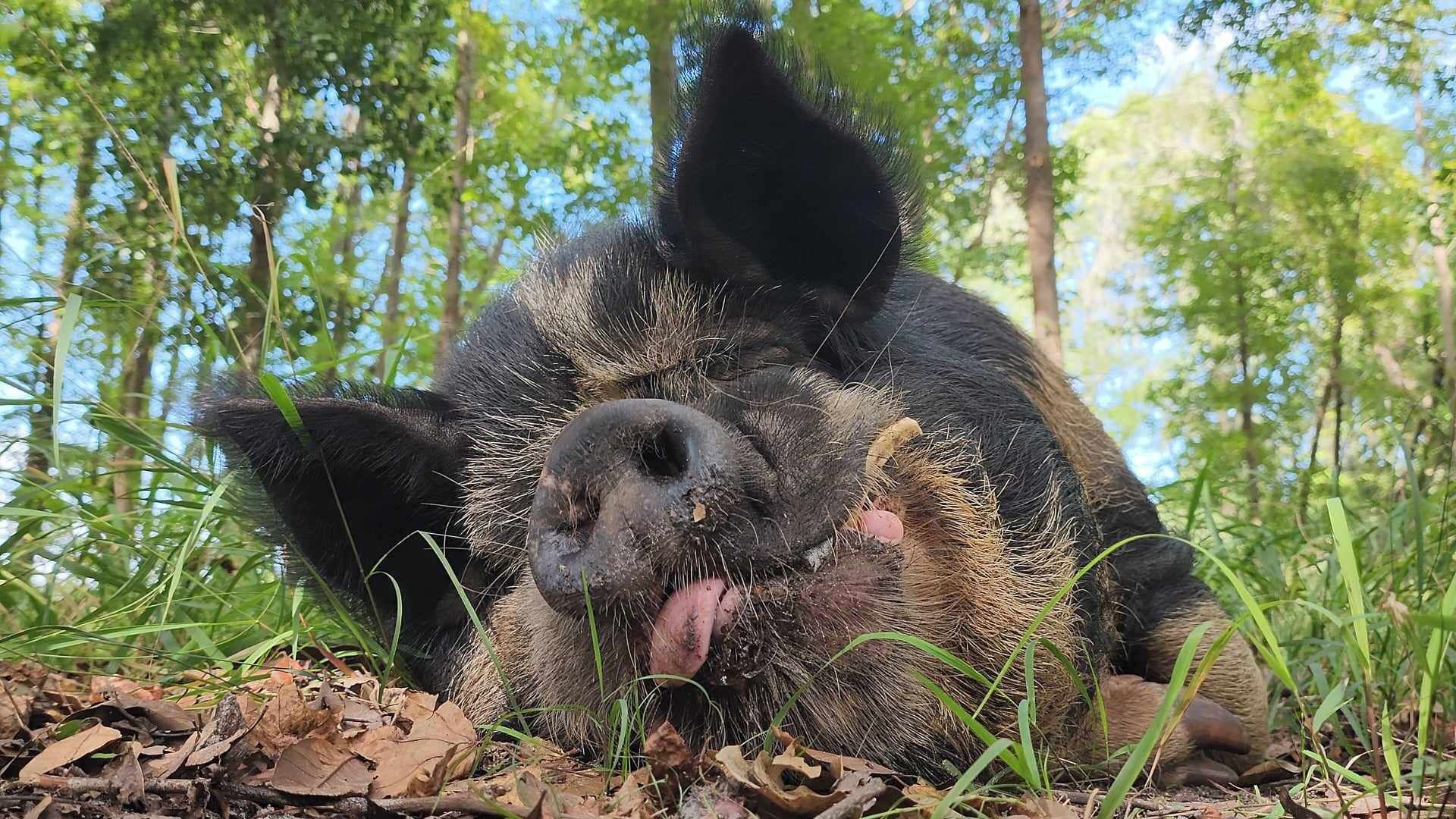 Un grand animal aux oreilles proéminentes et au visage sombre, allongé sur le sol, entouré d’herbe et de feuilles.