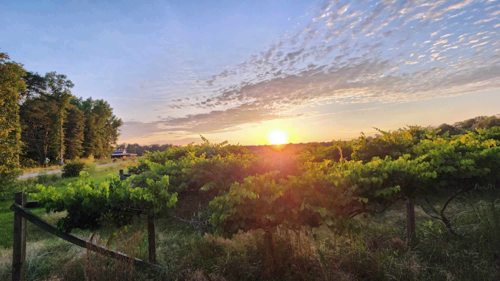 A vineyard with rows of grapevines and a clear sky.