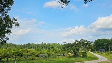 Vineyard view