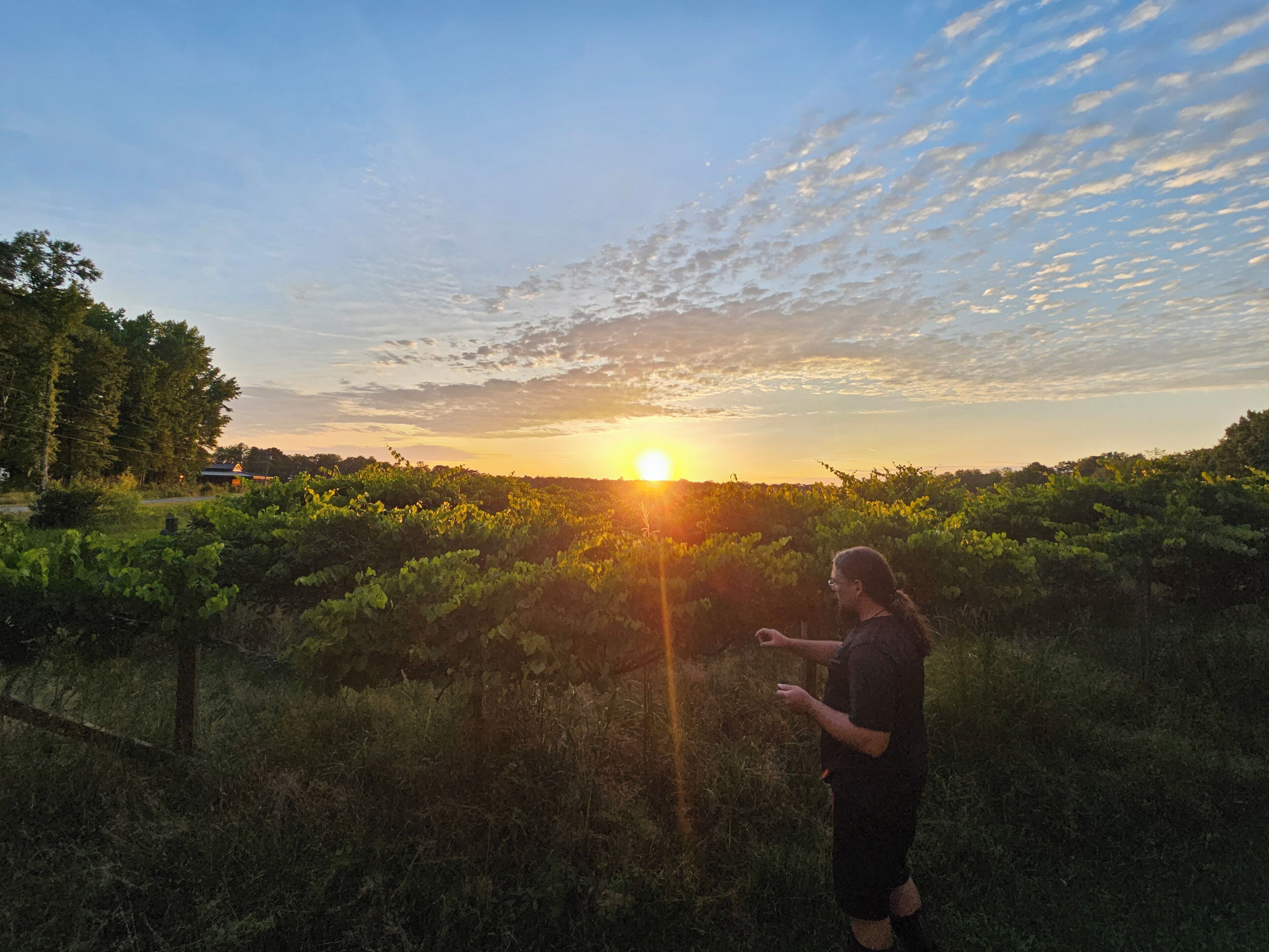 A vineyard with rows of grapevines and a person standing in the middle.