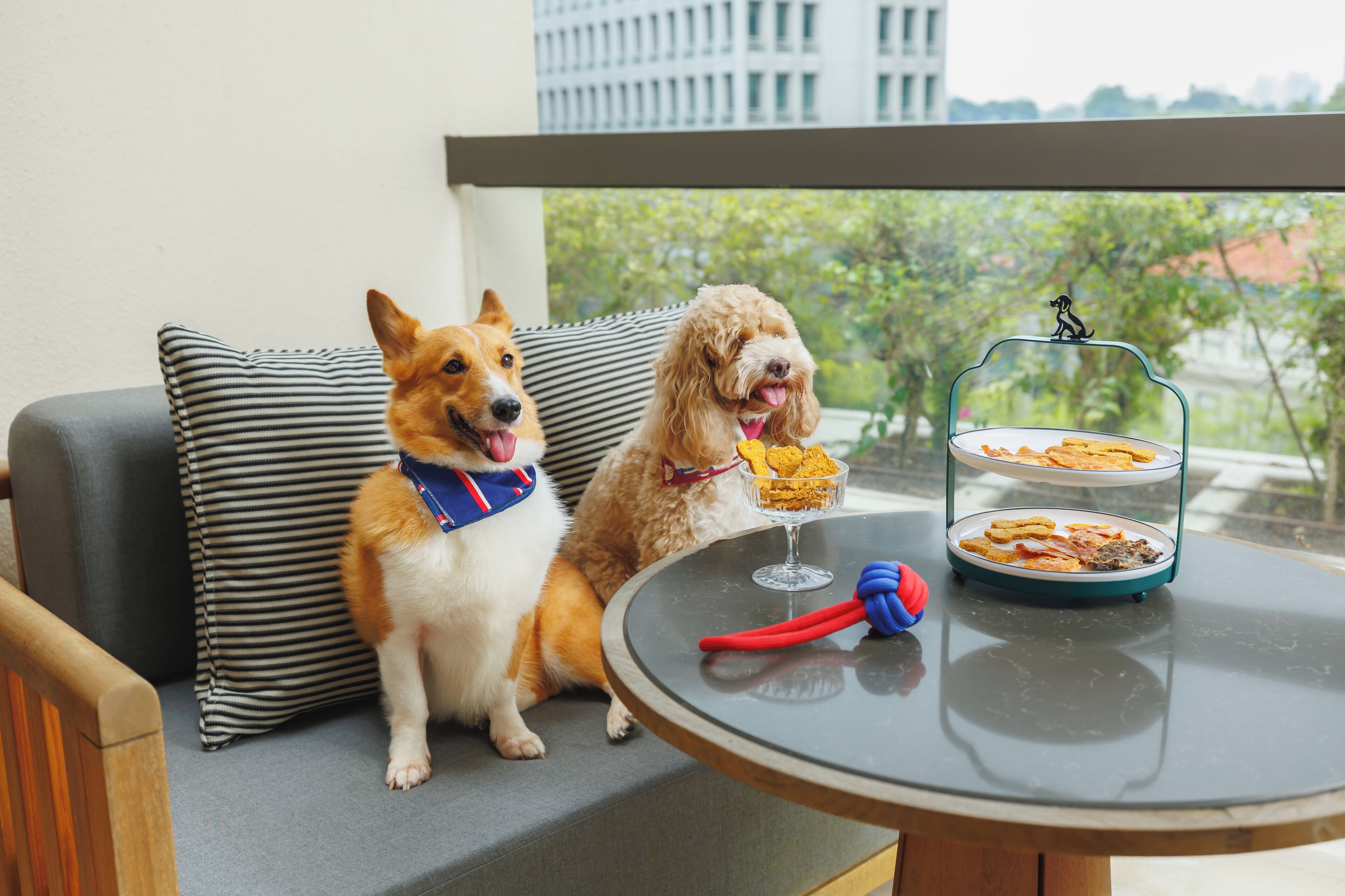 Two dogs sitting on a sofa with a table in front of them, containing a bowl of food and a toy.