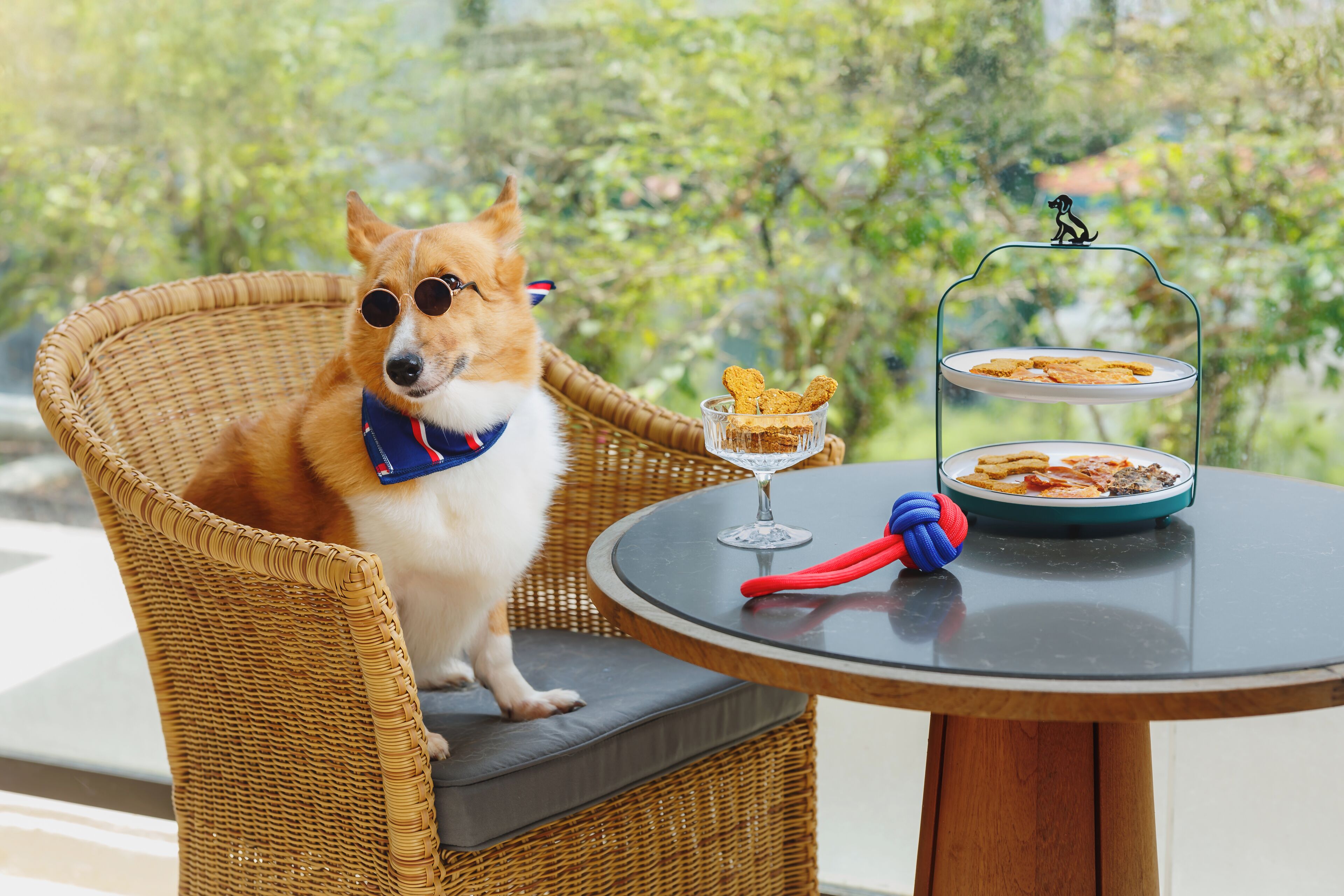 Un perro sentado en una silla de mimbre con una mesa de vidrio al frente, que contiene un plato de comida y un vaso de agua.