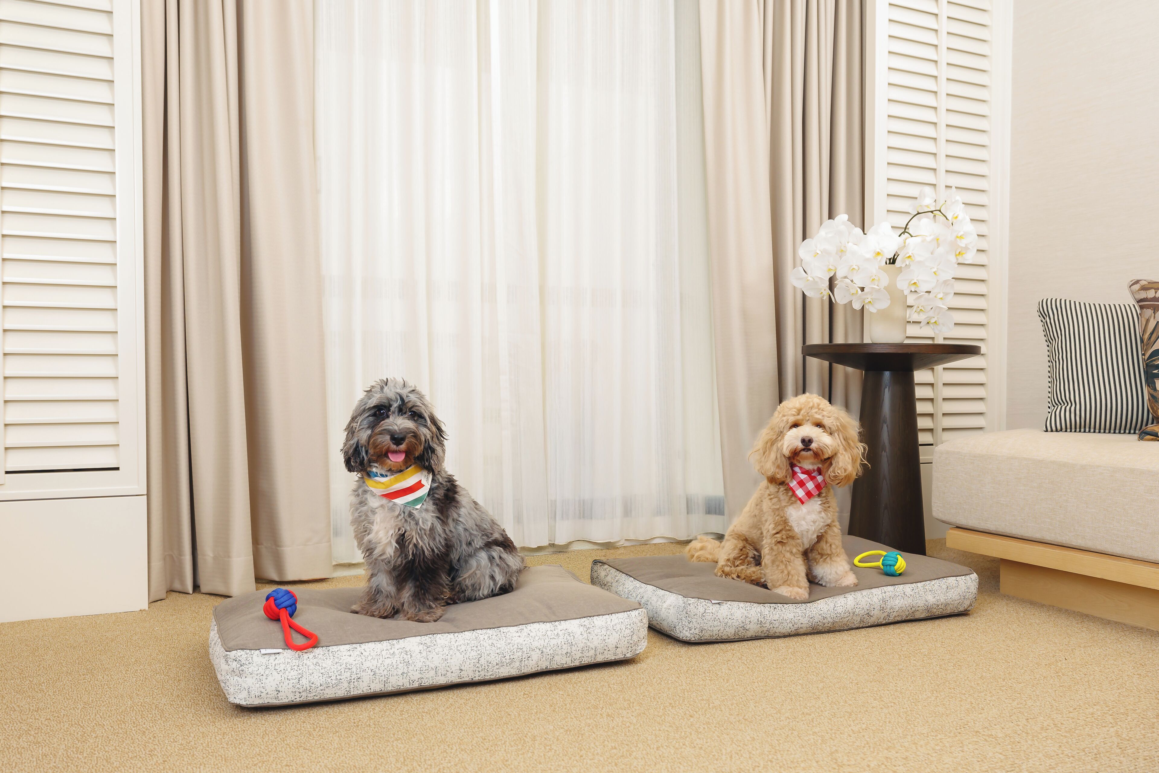 Dos perros sentados en plataformas acolchadas en una habitación con un sofá y una pequeña mesa con una planta.