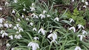 A garden with snowdrops and green foliage. - Secure, Detached bungalow overlooking Weston-super-Mare, the Severn and Wales (Hutton)