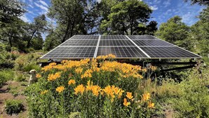 Un ensemble de panneaux solaires installé dans un environnement naturel, avec des arbres et des fleurs jaunes au premier plan.
