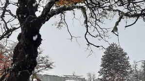 Une cabane rustique avec un toit végétalisé et une petite fenêtre, entourée d’arbres couverts de neige et d’une clôture en bois.