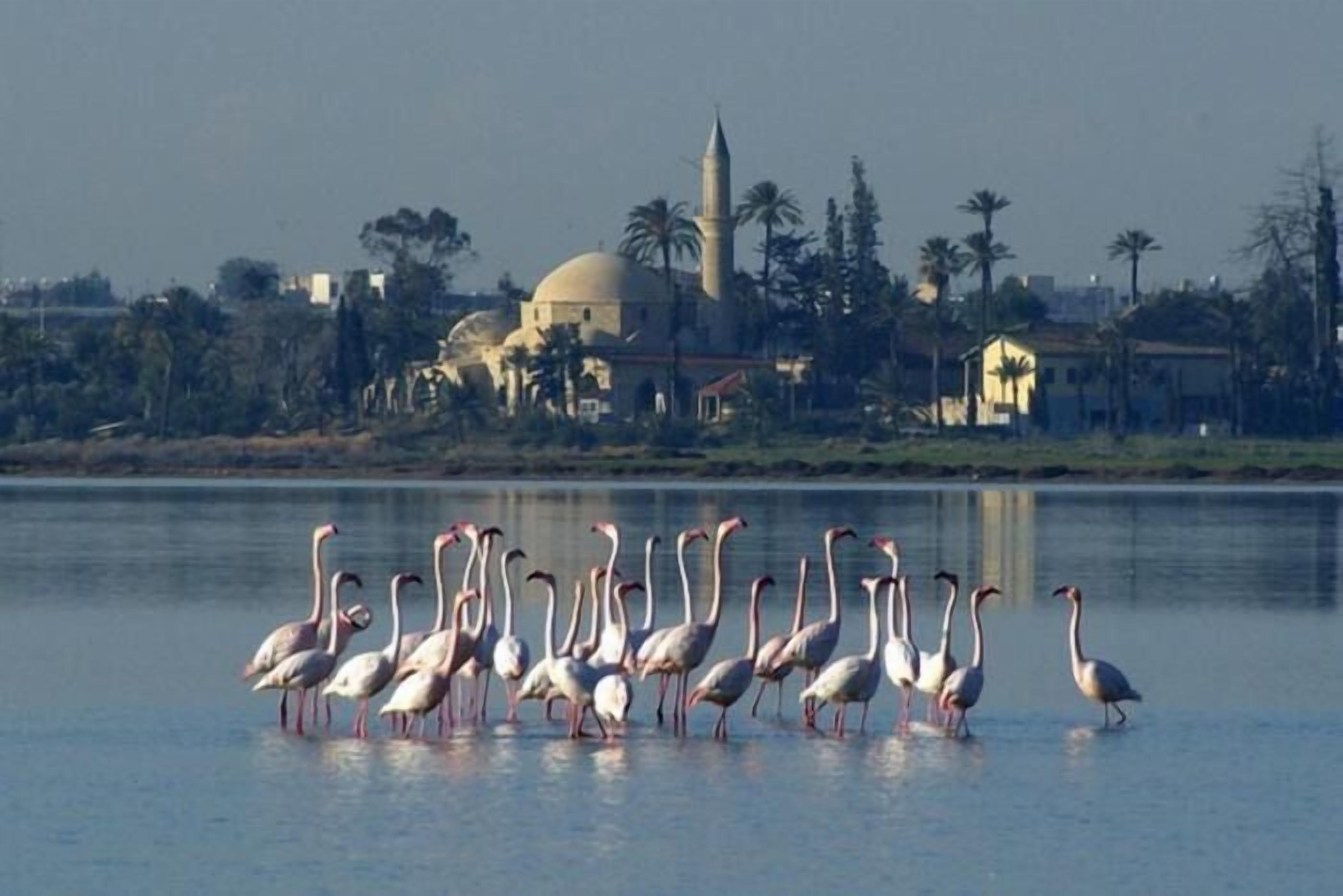 Un groupe de flamants roses se tient dans une étendue d’eau, avec une mosquée et des bâtiments en arrière-plan.