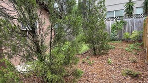 Un jardin à l’arrière de la maison, avec une clôture en bois, une variété d’arbustes et un sol recouvert de paillis.