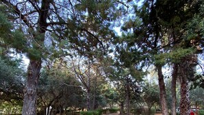 Property grounds - Baglio Cuttaia - Apartment for families. (Carini)