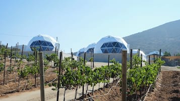 Luxury Tent, Vineyard View | Exterior