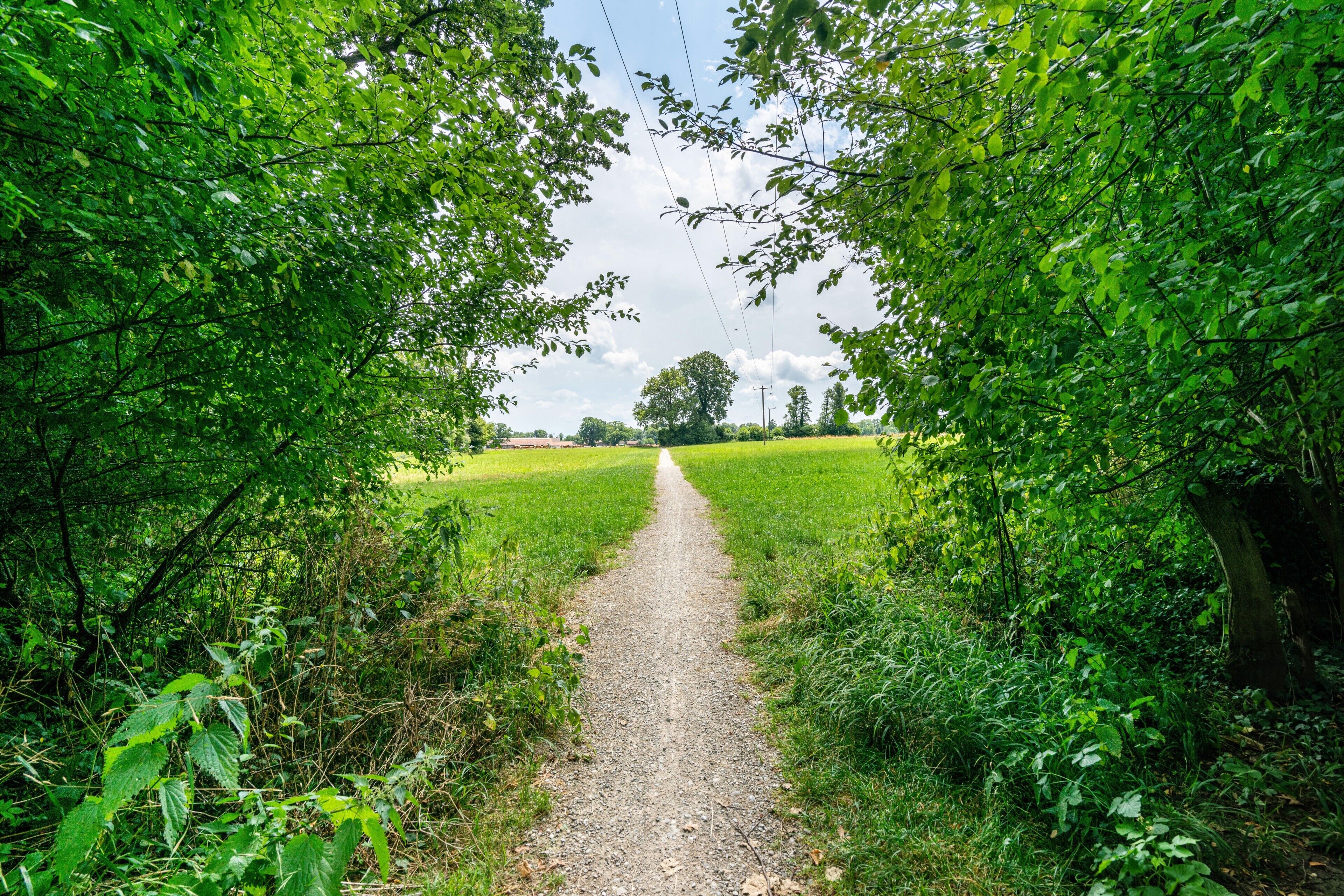 A gravel path flanked by dense green foliage leading to a distant field.