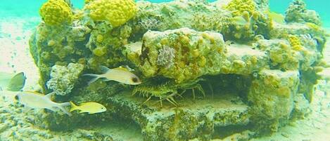 Un récif corallien abritant différentes espèces de poissons et une importante formation rocheuse.