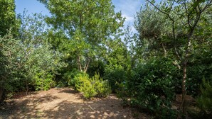 A forested area with a dirt path leading through dense greenery. - Apartment "La Sosta del Pellegrino" with Mountain View, Private Garden & Wi-Fi (Sorano)