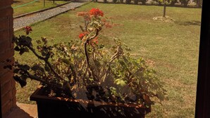 A view through a window of a garden with a lawn, trees, and a fence.