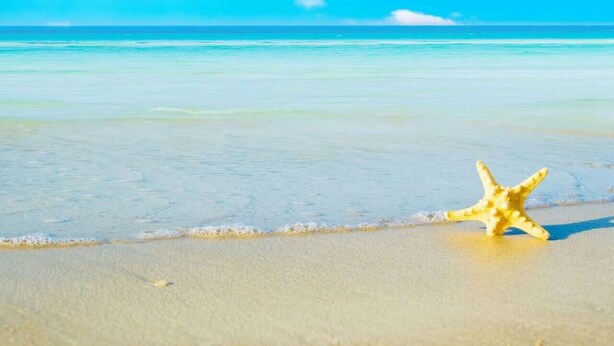 A starfish on a sandy beach with clear blue water and a bright sky. - Cozy Apartment Near Brickell IV (Miami)