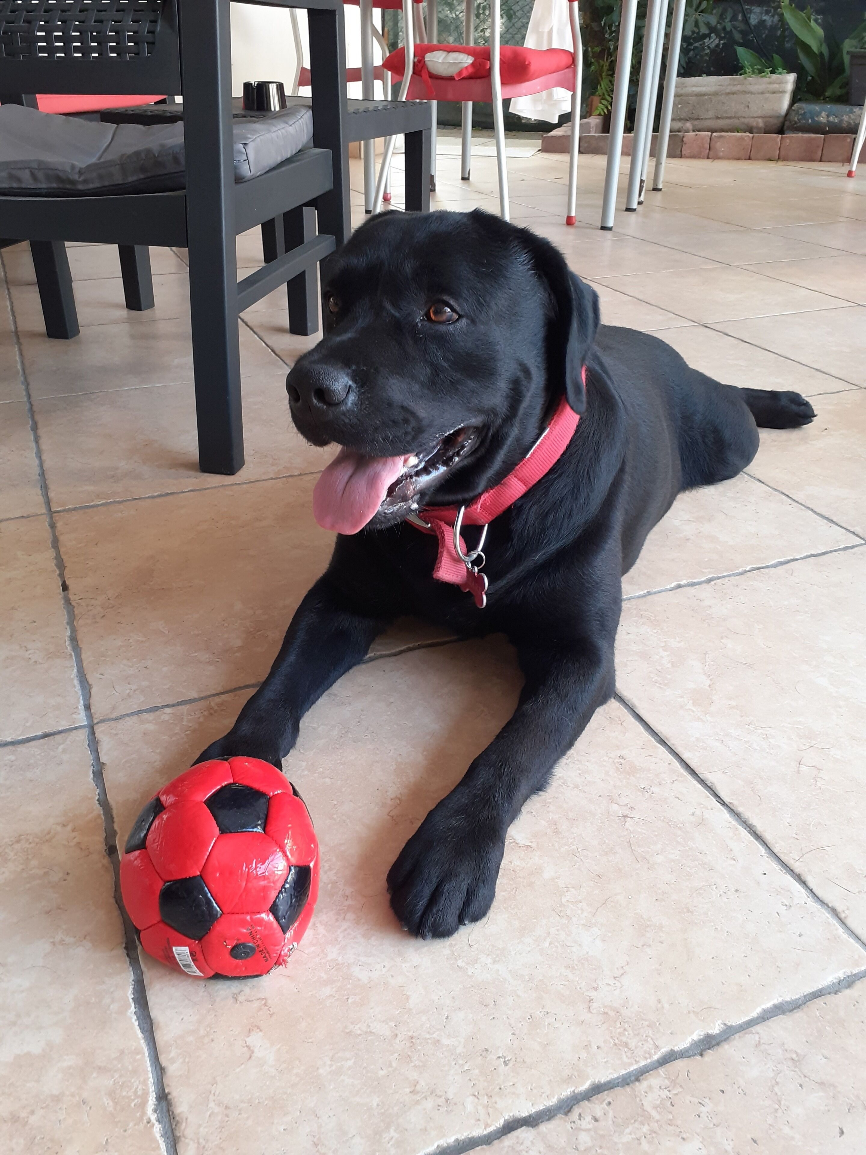 A black dog lying on tiled flooring with a red and black soccer ball.