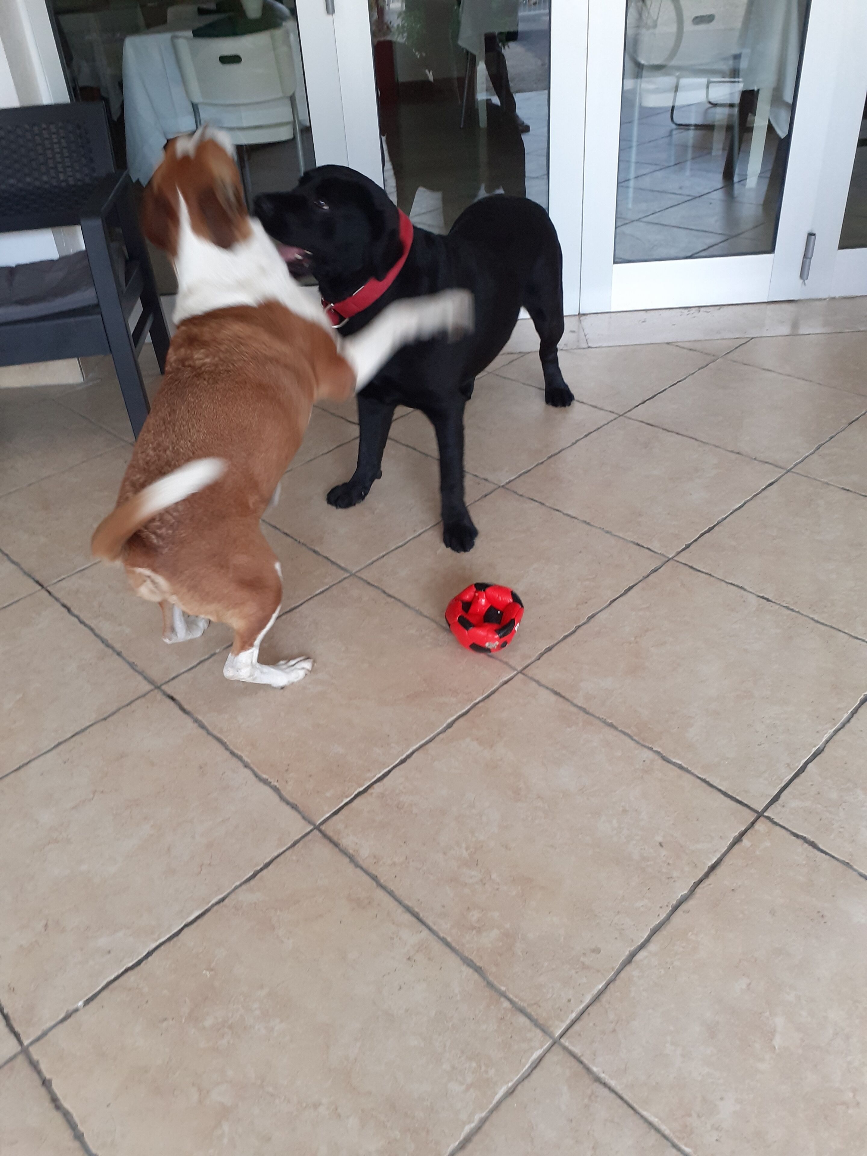 Deux chiens jouent avec un jouet rouge et noir sur un sol carrelé.