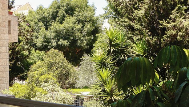 Une vue depuis une fenêtre donnant sur un jardin où l’on peut voir différentes espèces d’arbres et de plantes.