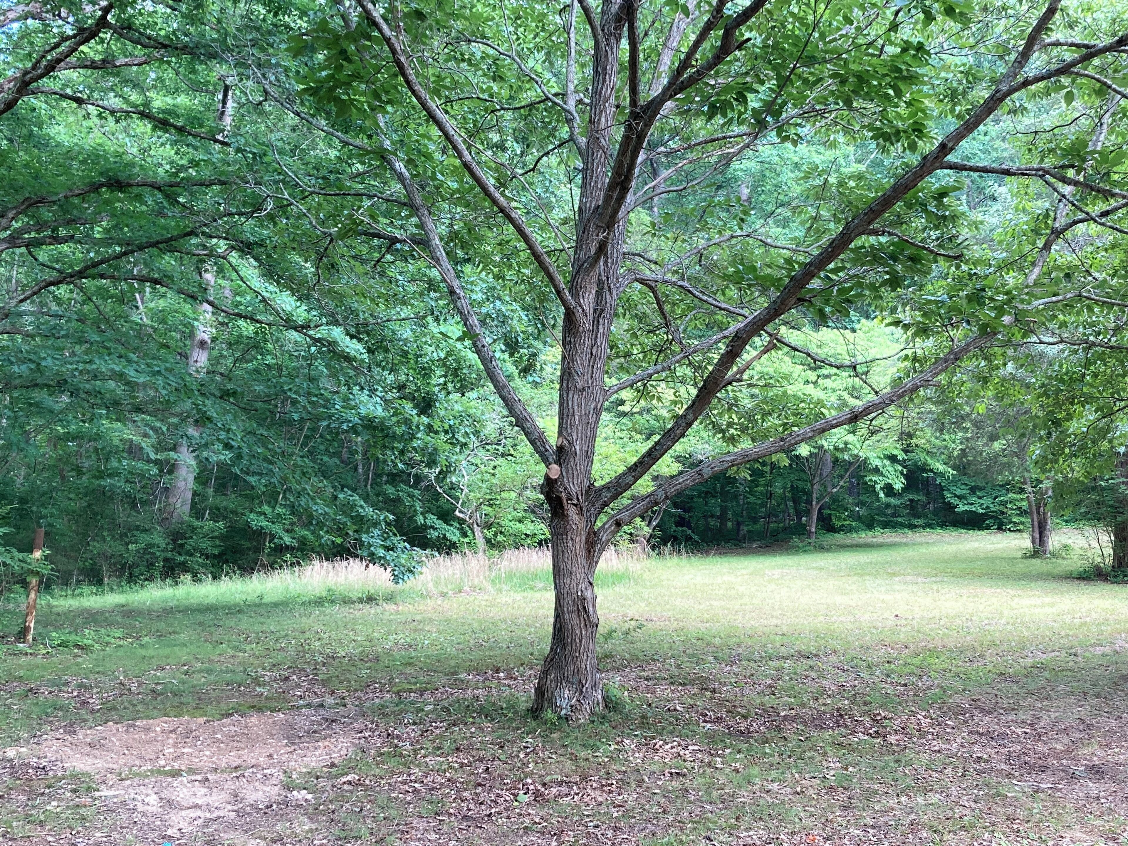 Un árbol en un área con césped y follaje denso al fondo.