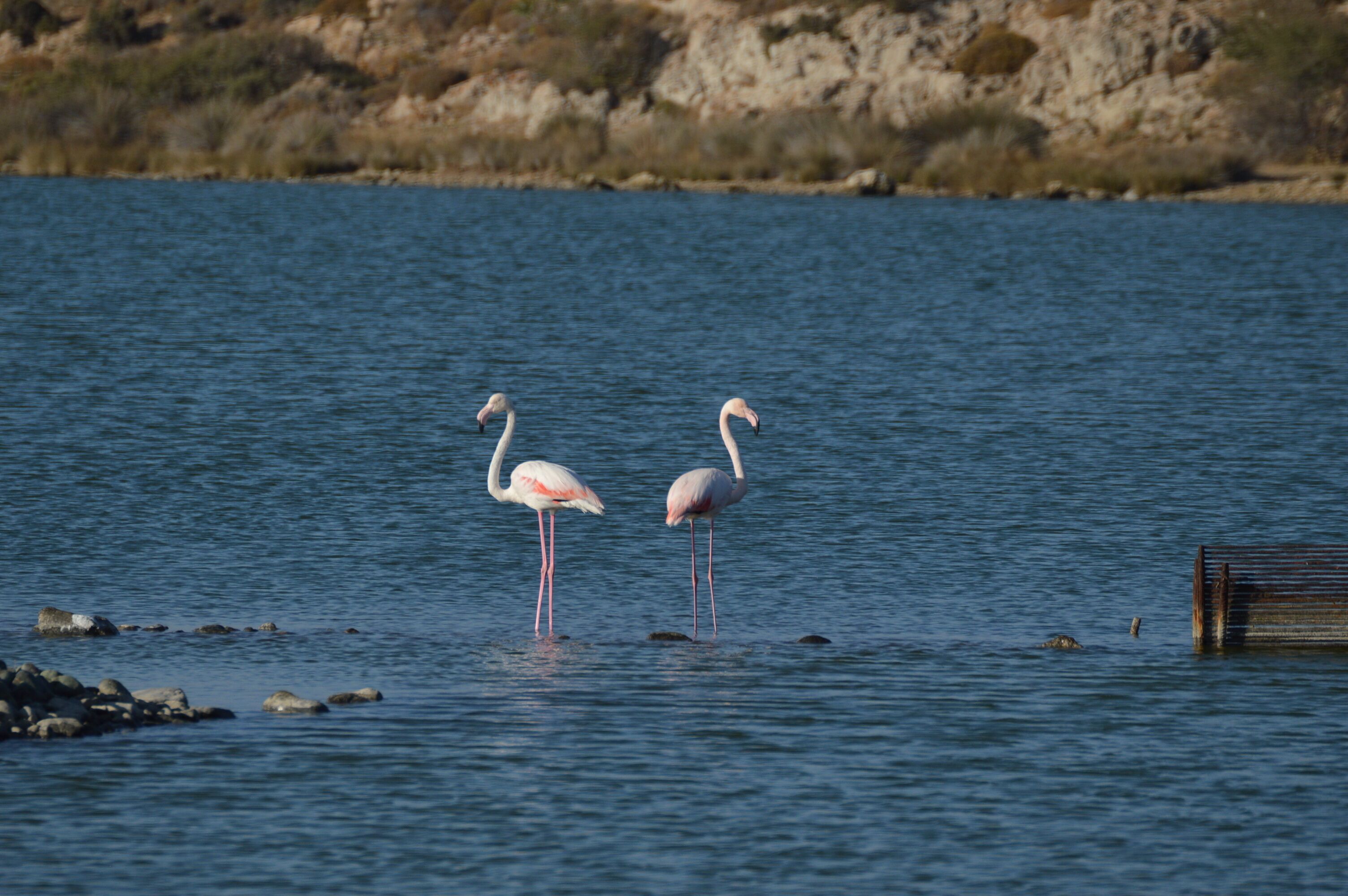 Two flamingos standing in water with a rocky shoreline in the background.