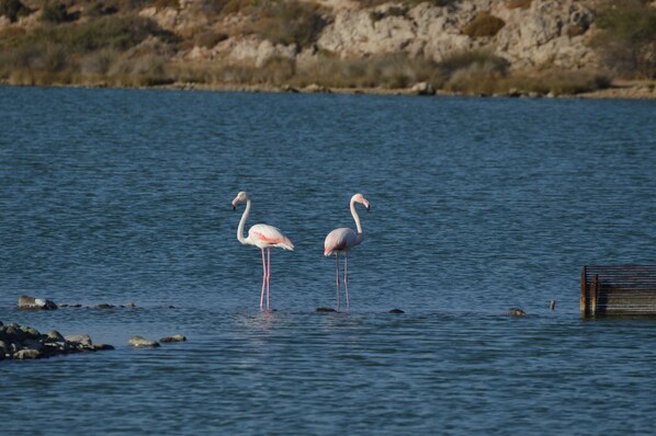 Two flamingos standing in water with a rocky shoreline in the background. - Electra Suites (Samothrace)