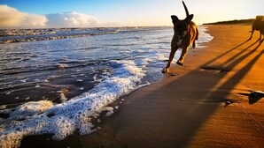 A beach scene with waves and a dog.