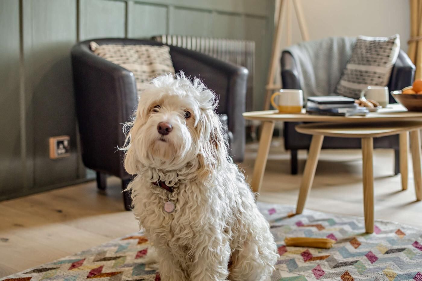 A dog sitting on a patterned rug in a room with a dark leather sofa, a wooden coffee table, and a white mug.