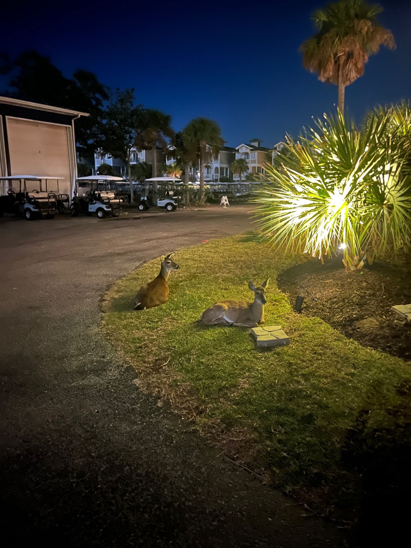 A nighttime scene with two deer in a grassy area, a palm tree, and golf carts parked in the background.