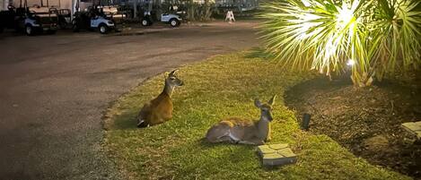 A nighttime scene with two deer in a grassy area, a palm tree, and golf carts parked in the background.