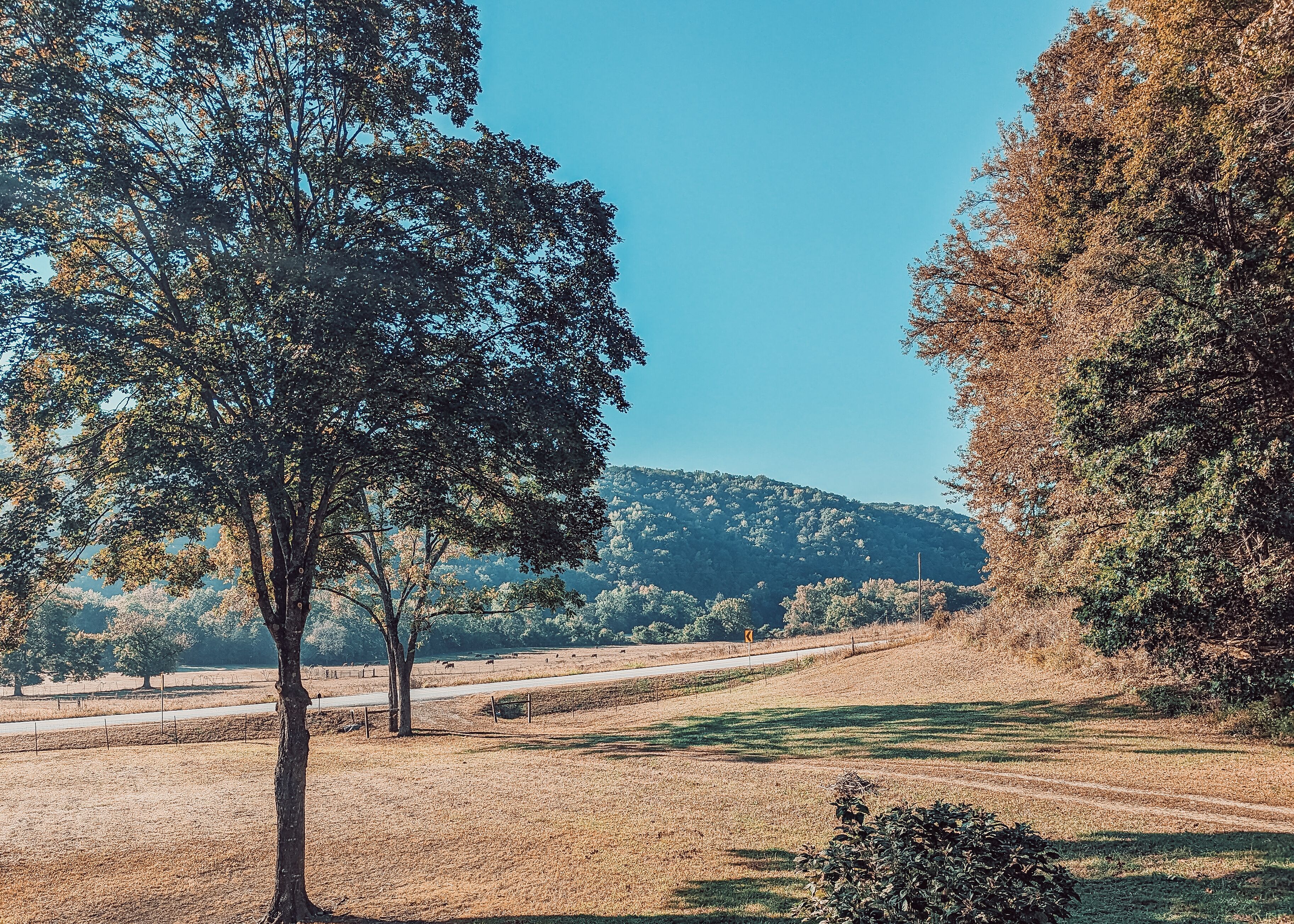 A rural landscape with trees, a clear sky, and a hilly background.