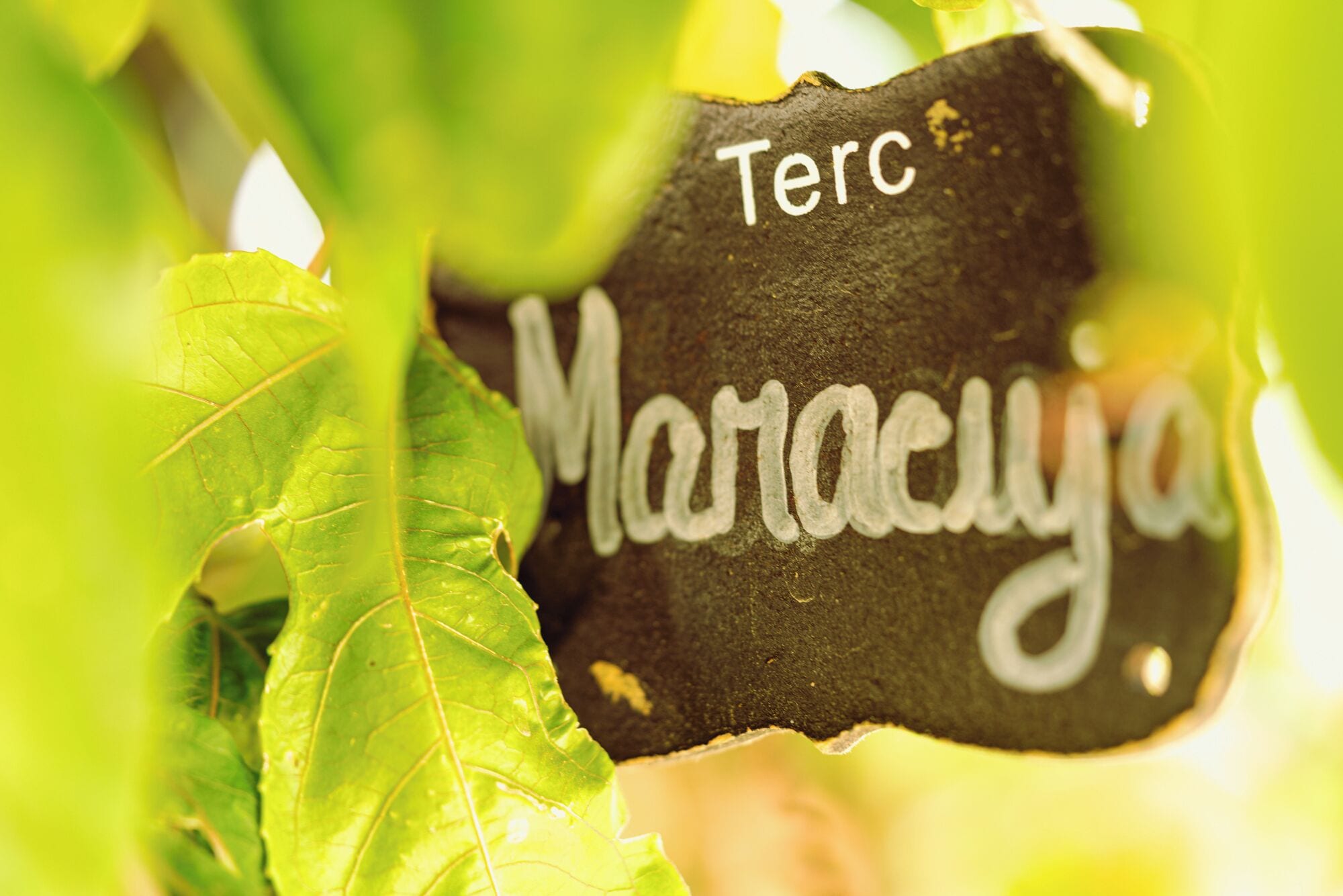 Foto - 4Ever Palace Design&Nature