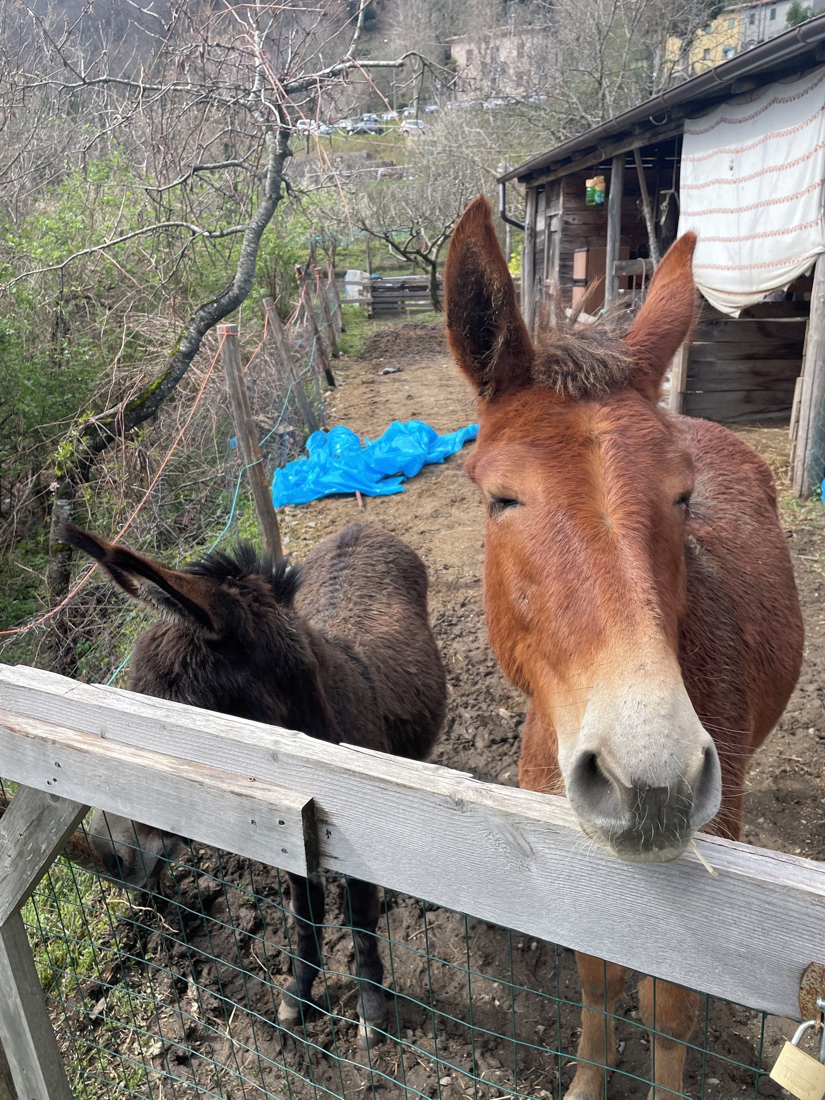 Un abri abritant deux chevaux, une clôture en bois et une bâche bleue posée au sol.