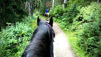 La vue d’un cheval sur un sentier forestier.