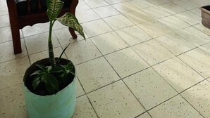 Basic Shared Dormitory | Living area - Hotel Santa Barbara (Mazatlán)