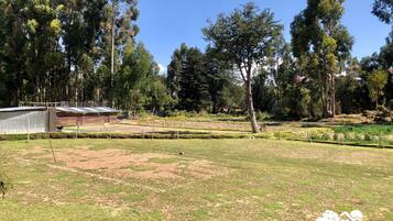 Terrain de sport