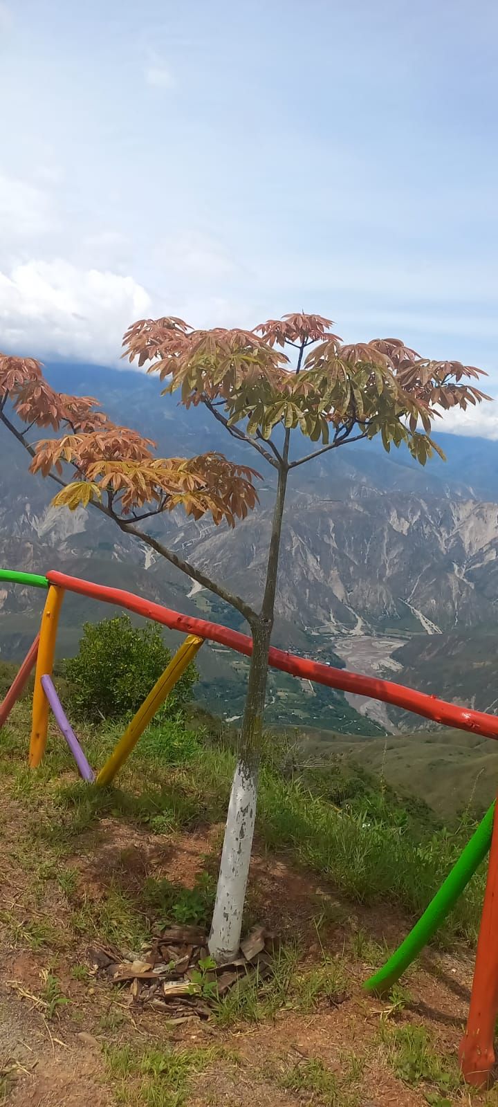 Un árbol con hojas otoñales en una zona montañosa con vistas a un valle.