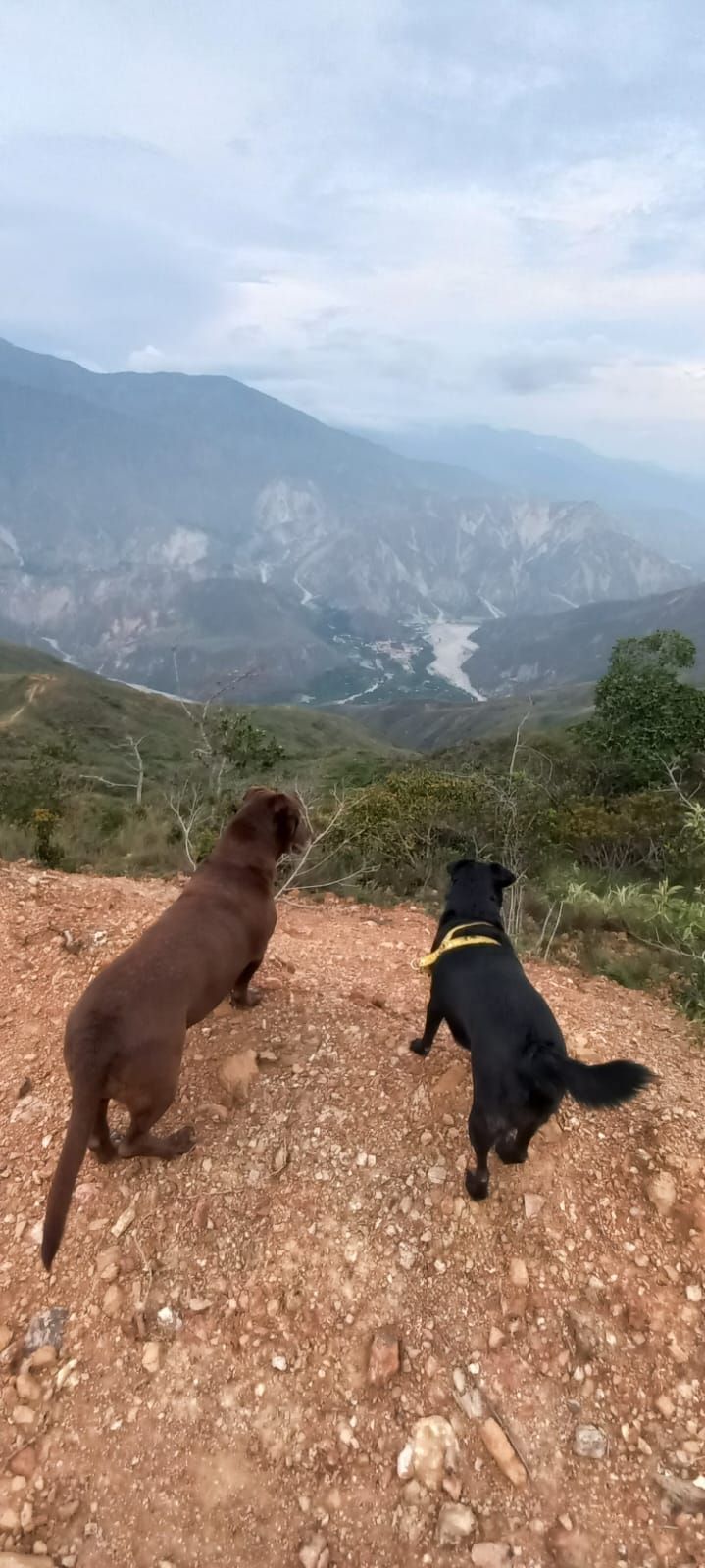 Two dogs on a rocky terrain with a mountainous landscape in the background.