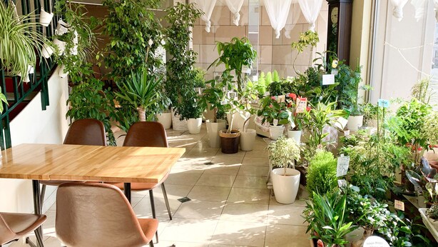 A cafe with a wooden table and chairs, surrounded by various potted plants.
