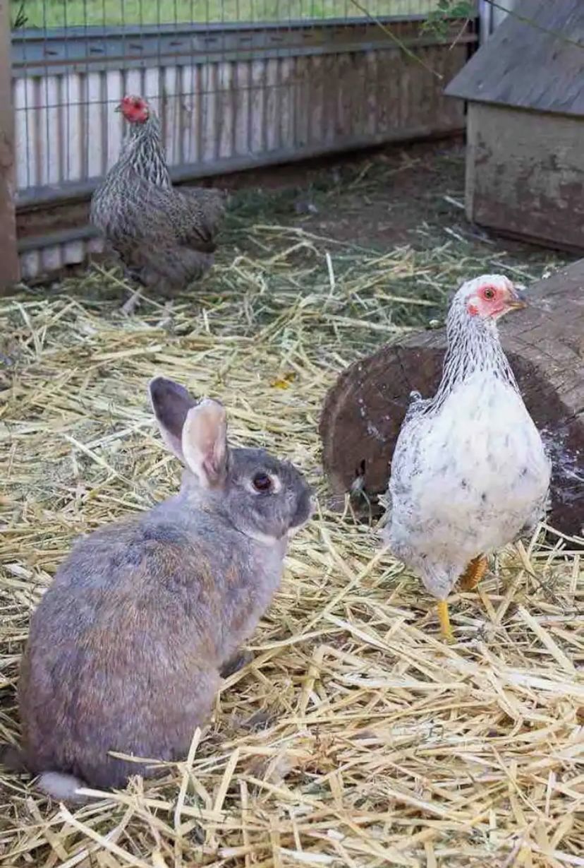 A rabbit and a chicken in a straw-filled enclosure with a wooden fence and a small shelter in the background.