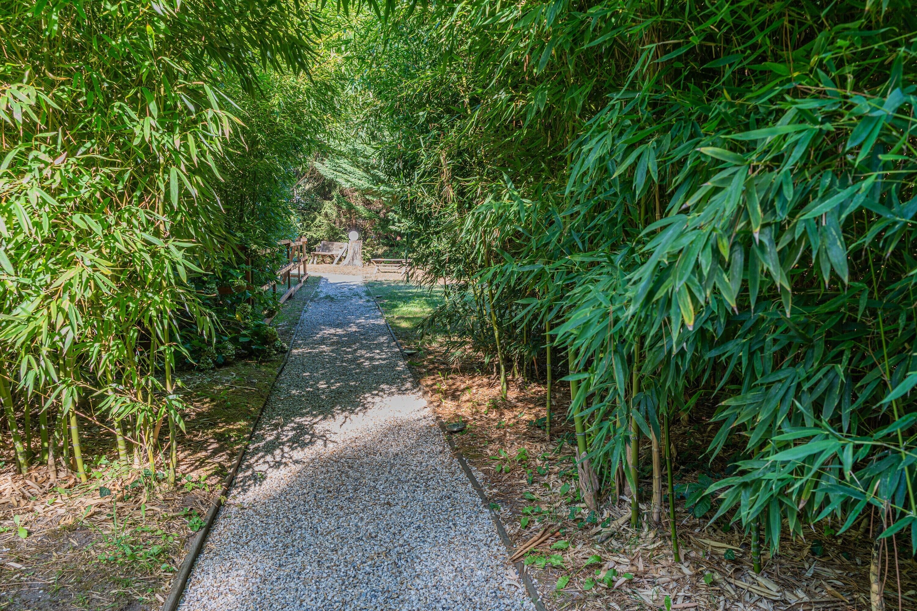 A pathway surrounded by dense bamboo foliage.