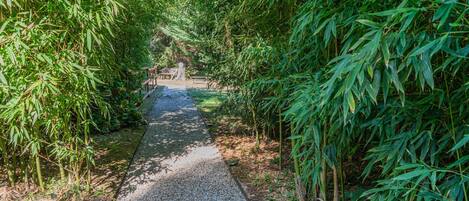 A pathway surrounded by dense bamboo foliage.