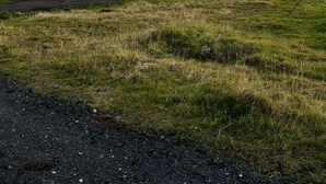 Une grange en bois, dotée d’un toit en pente et de grandes fenêtres, entourée d’un champ verdoyant où paissent des chevaux.