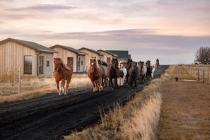 A row of horses walking along a dirt road beside wooden buildings. - Sleeping with the Horses (Rangárþing eystra)