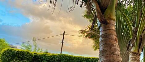 A hammock under a palm tree with a hedge and a utility pole in the background.