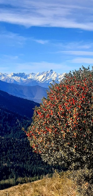 Terrain de l’hébergement 