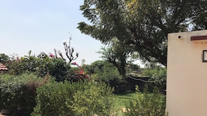 Un jardín con diversas plantas y árboles, un sendero de tierra y un edificio blanco con una ventana.