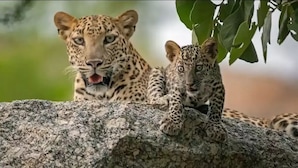 Dos leopardos descansando sobre una roca con un fondo de hojas verdes.