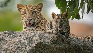 Détail de l’intérieur